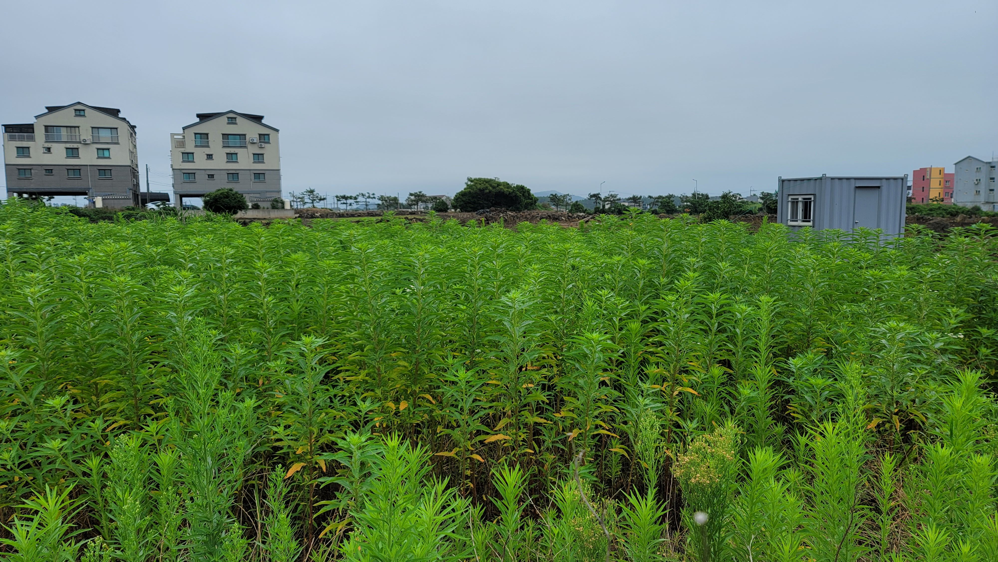 건축용토지 매물